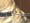 Wide Leather Martingale Collar Shown with Medium Chrome Chain